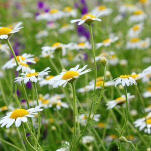 There are actually several benefits to choosing cremation over traditional burial